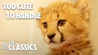 10 Animal Stories to Brighten Your Day | The Classics