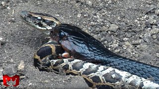 Download lagu Cannibalism in the World of Snakes, Fighting Wild Animals in the Wild mp3