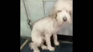 Cover art for hola tomi