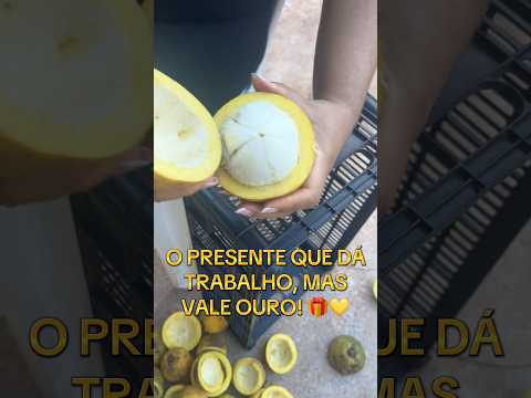 BACURI: DÁ TRABALHO, MAS É UM SONHO!