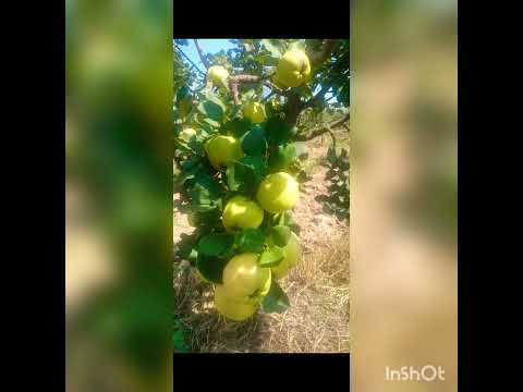 U voćnjaku se pravi dobra rakija 👌🎖