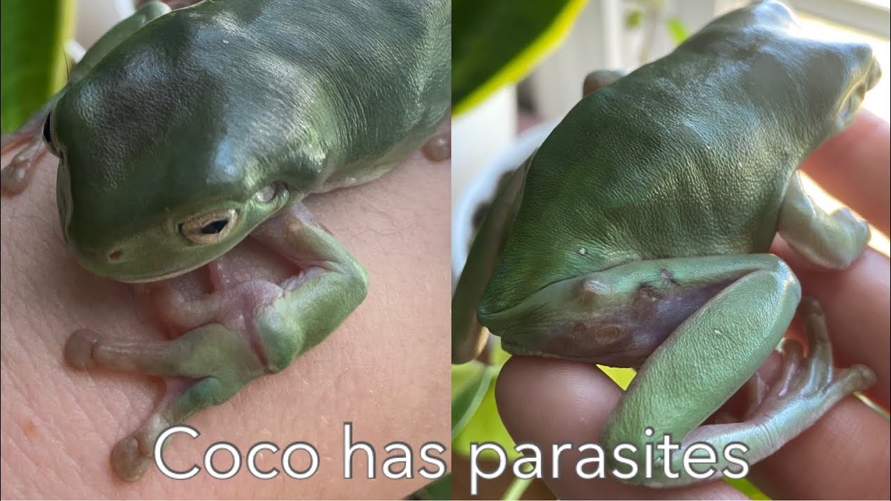 How do I know if my tree frog is dying? Tipseri