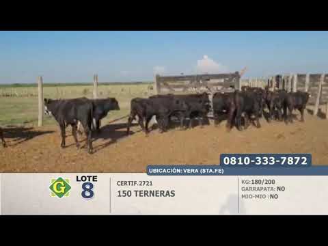 Lote 150 Terneras en Vera (Sta. Fe)