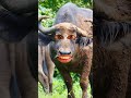 Chalo Chalo Jungle Ghumne Shortsvideo Comedy Goatcomedy Comedyfilms Funny Garmifunny Cow