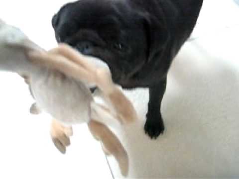 cane molto cattivo ;)