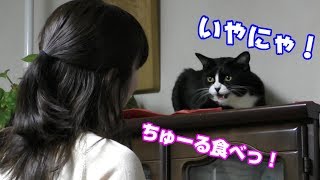 ちゅーるを食べた！なつかない猫ハウルを飼い主が説得した結果How to get along with a ferocious cat