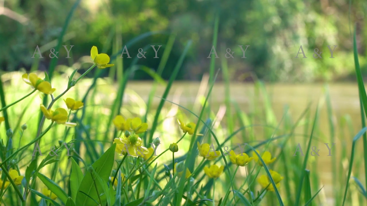 Flowers in the wind in slow motion