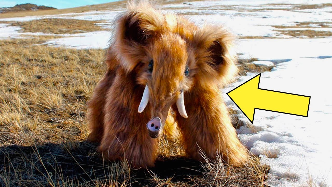 Park Ranger Finds A Very Unusual Creature Which Is Thought To Be Extinct In The Park