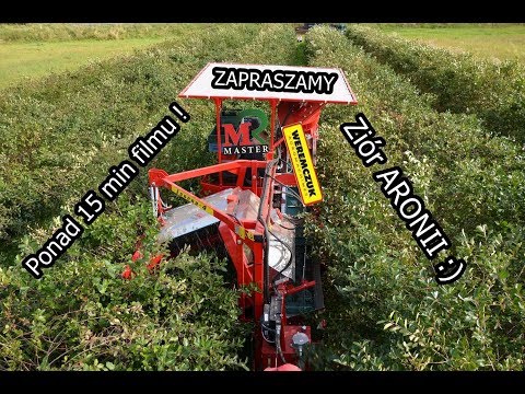 Zbiór ARONII kombajnem Z812* WEREMCZUK// opis opcji :) Nowy nabytek na SEZON 2017