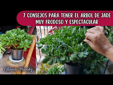 , title : '7 CONSEJOS PARA TENER EL ARBOL DE JADE FRONDOSO Y ESPECTACULAR/Liliana Muñoz'