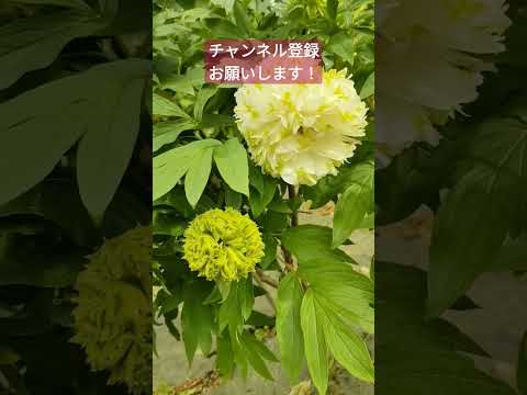牡丹をどこに植えますか？展示、フロアなど  庭園