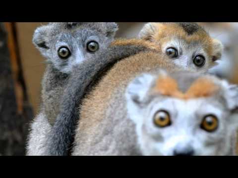 Ron Goodwin & His Orchestra - Theme Miss Marple's