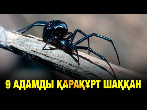 Ерлі-зайыптылар жігітпен кездесуге бел буды (видео) Трусикада не барын қараңыз