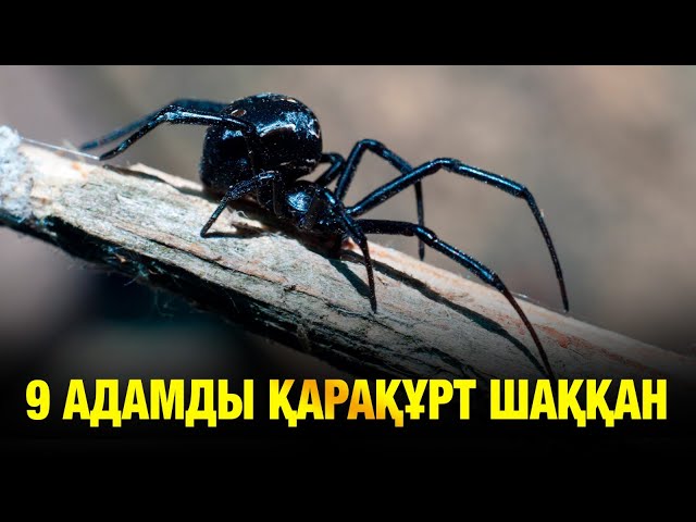 Шұлық пен өкшесі бар шұлық киген сексуалды қыздар