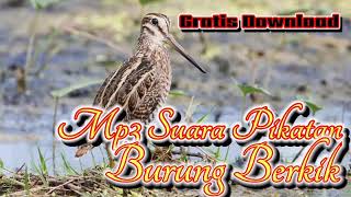 Download lagu Mp3 Suara Pikatan Burung Berkik ll Burung Sawah Yang Ampuh dan Jitu untuk pikatan Burung Sawah mp3