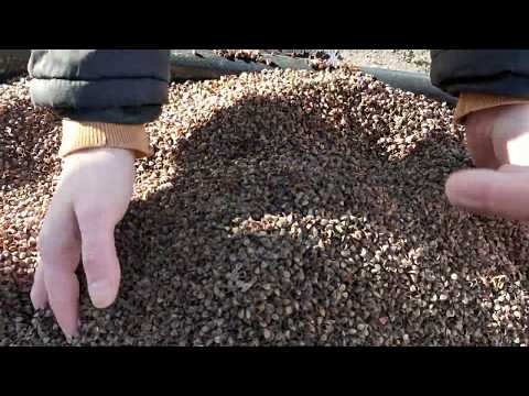 Jastuci od heljde, broj jedan u Srbiji! Heljda-Sombor