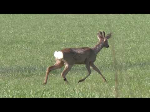 Morgenspaziergang in der Mastau 14 04 21