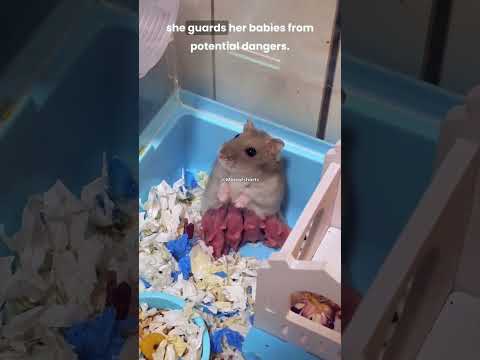 Protective Hamster Mother Guarding Her Babies from the World 🐹💕#youtubeshorts #shorts