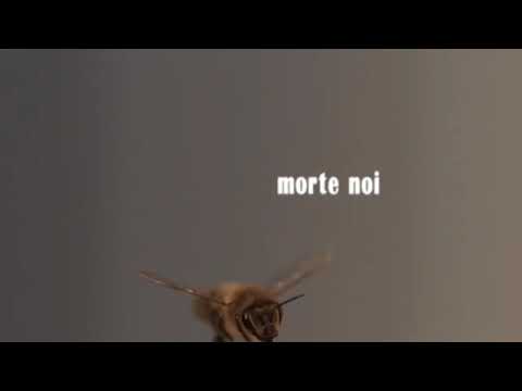 Apocalisse: Perché muoiono le Api