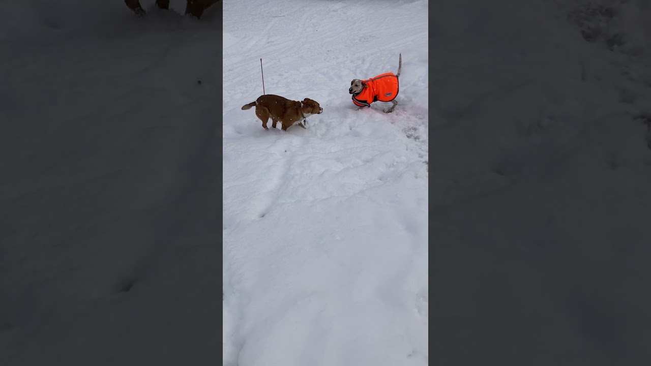 Hank (incredibly friendly, easygoing young pup!), a ADOPTABLE mixed breed in Ithaca, NY video 6/6