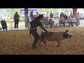 How to win a pig contest at the fair, according to kid expert