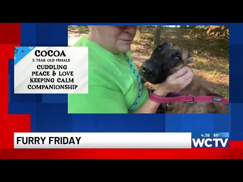 Furry Friday: Cocoa - YouTube