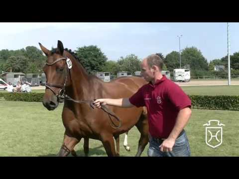 P33 Stutfohlen von Dinken - Crawford - Carthago