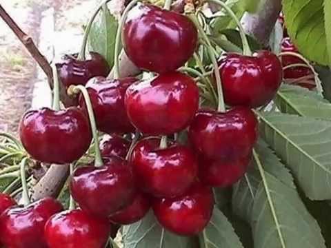 OJ MOSTARU MOJ BEHARU