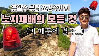 침엽수 노지재배의 모든 것 / 태풍의 영향으로 농가 피해 속출/ 써니스마라그, 에메랄드그린, 비 피해  / …