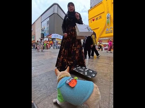 哎呀狗滑板撞到外国美女了，这下惨了！ #法斗 #萌宠 #萌宠出道计划 #滑板狗 #小法斗球球 @DOU+小助手