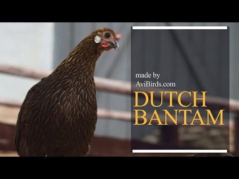 , title : 'Dutch Bantam'