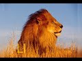 ABC Animals Wmv