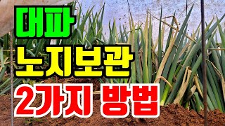 대파 노지보관하는 2가지방법