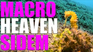 MACRO Diving HEAVEN At Sidem In Bali! 🇮🇩