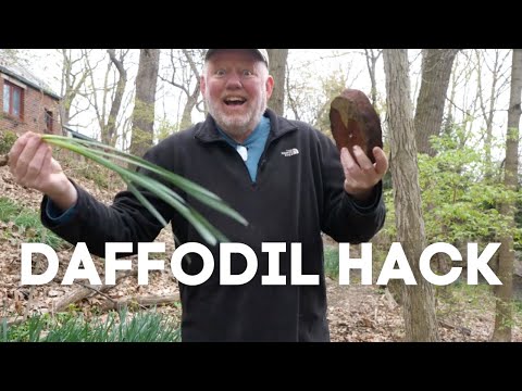 YouTube video about Unveil the Secret to Blooming Daffodils