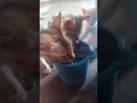 Our Home Cats#cat#catsinislam