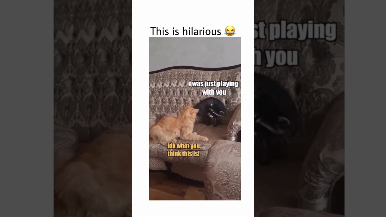 Talking animals meme compilation that i've found on the internet