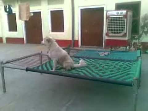 my cute funy dog from (RAMAN)