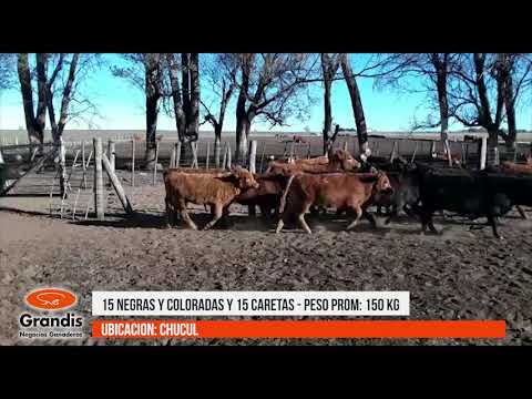 15 negras y coloradas y 15 caretas de 150 Kg - Chucul