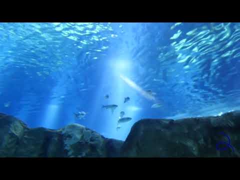 אקווריום, גן החיות התנ"כי בירושלים (צילום, הפקה ועריכה: שלומי כהן ושלומי עזרן)