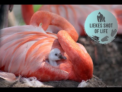 BABY FLAMINGO HATCHING AND GROWING