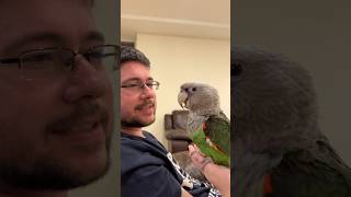 Evening Conversation with a Bird � Truman, the Cape parrot