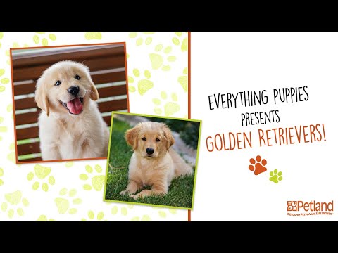 Golden Retriever