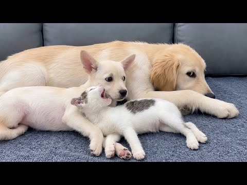 YouTube 썸네일