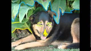 Charles Bukowski - Hot Dog (Live)