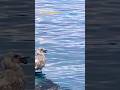 Trying to swallow tail-side… futile! #birdbehavior #seagull #birds #fishing #tails #futility #crazy