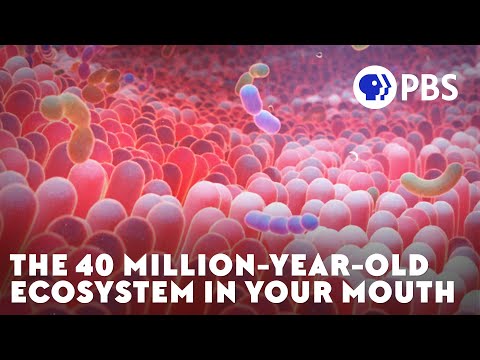 The 40 Million-Year-Old Ecosystem In Your Mouth