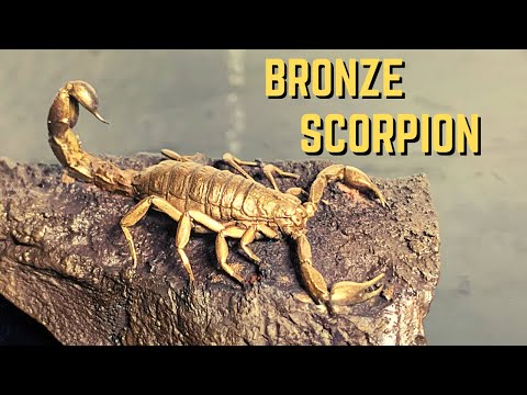 Casting a Solid Bronze Scorpion