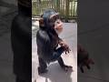 Teaching Chimpanzee to Walk! #SHORTS