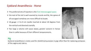 Download Lagu Correction of Dystocia in Animals by Dr. Alok Kumar, Dept. of Vet Genecology u0026 Obstetrics, BVC Thumbnail